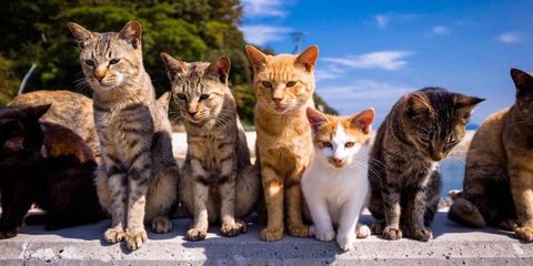 Cat Island japan