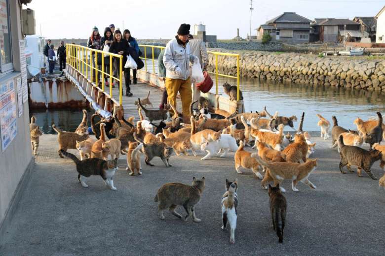 cat island japan